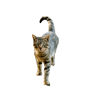 A Curious Tabby Cat Walking On Grass With Autumn Leaves In The Background. 17623 - Cat PNG image with transparent background